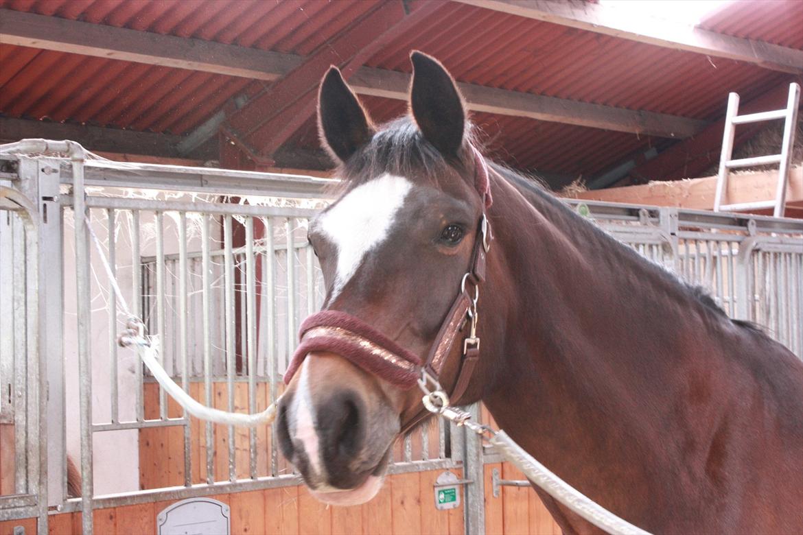 Dansk Varmblod Bjørnebo´S Calinka. billede 8