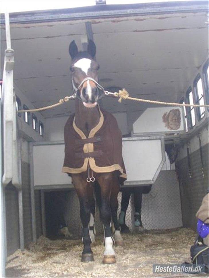 Dansk Varmblod Bjørnebo´S Calinka. billede 9