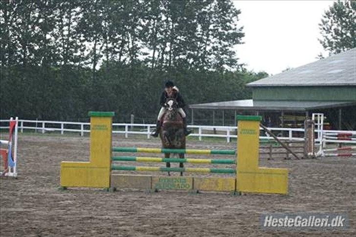 Dansk Varmblod Bjørnebo´S Calinka. billede 10