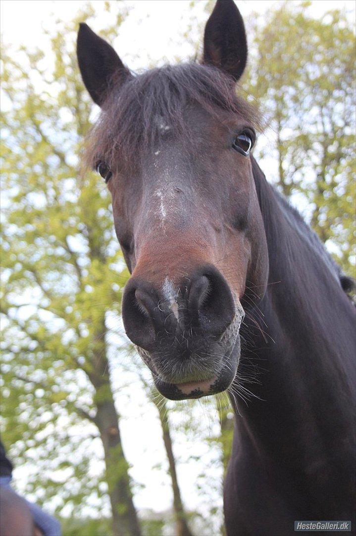 Connemara Carey billede 9