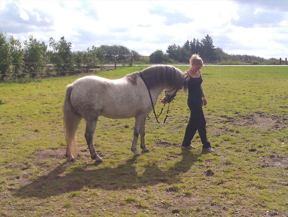 Welsh Pony (sec B) Midnight Nightmare billede 1