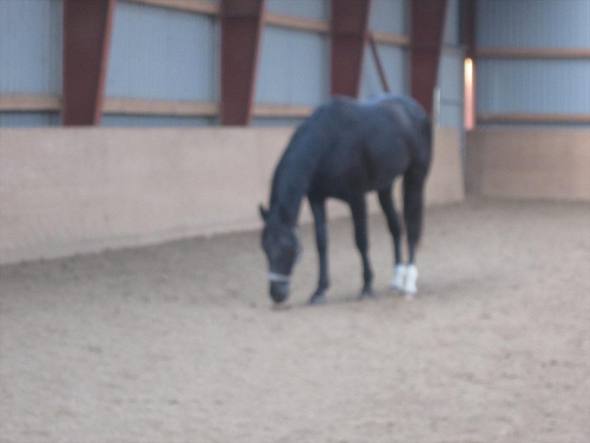 Oldenborg Overmoselund's Conan billede 1