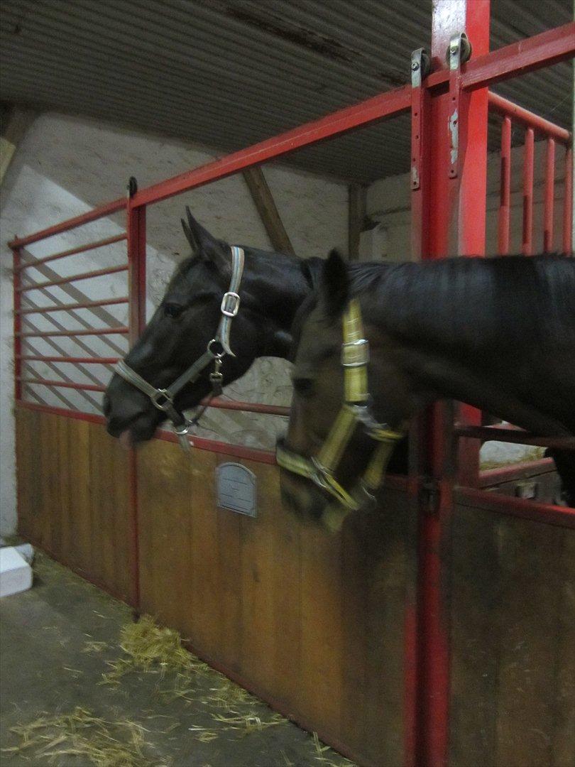 Oldenborg Overmoselund's Conan billede 2