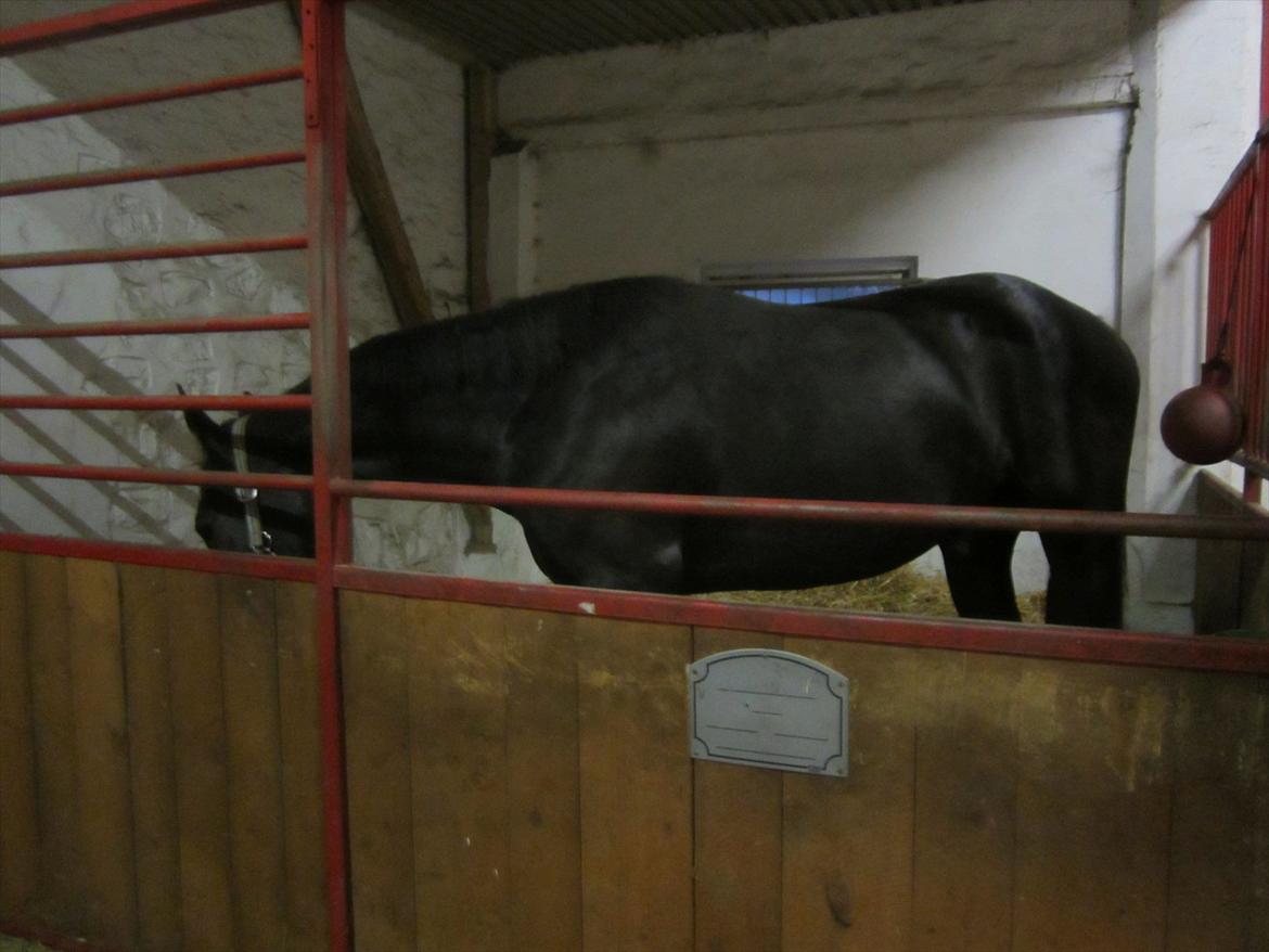 Oldenborg Overmoselund's Conan billede 3