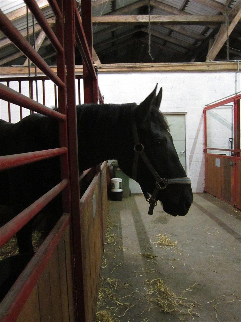 Oldenborg Overmoselund's Conan billede 4