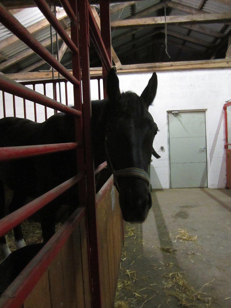 Oldenborg Overmoselund's Conan billede 5