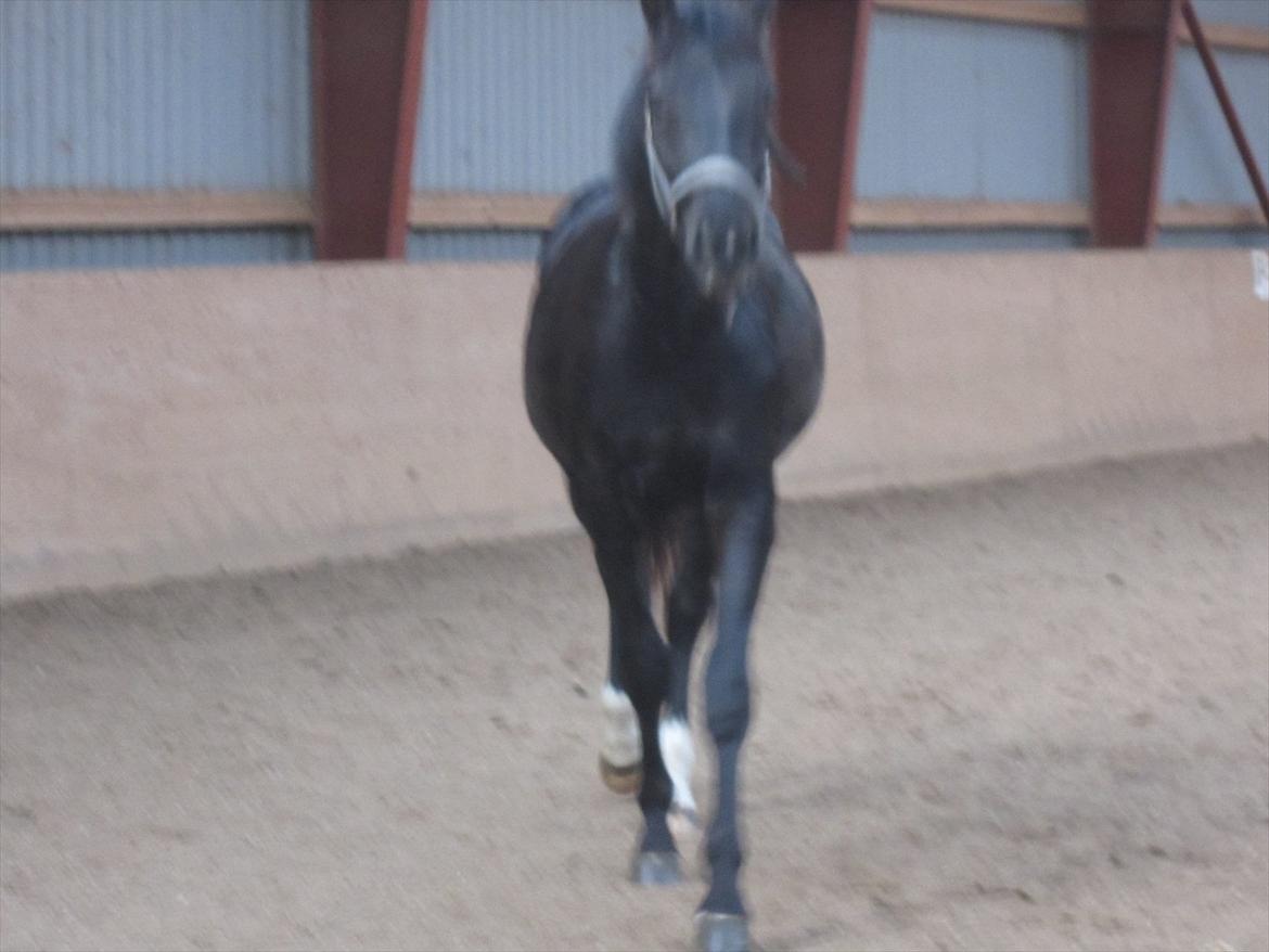 Oldenborg Overmoselund's Conan billede 6