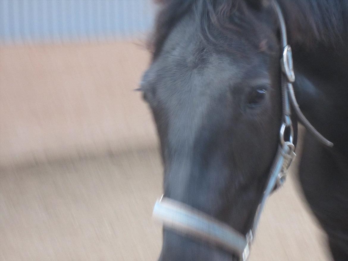 Oldenborg Overmoselund's Conan billede 7