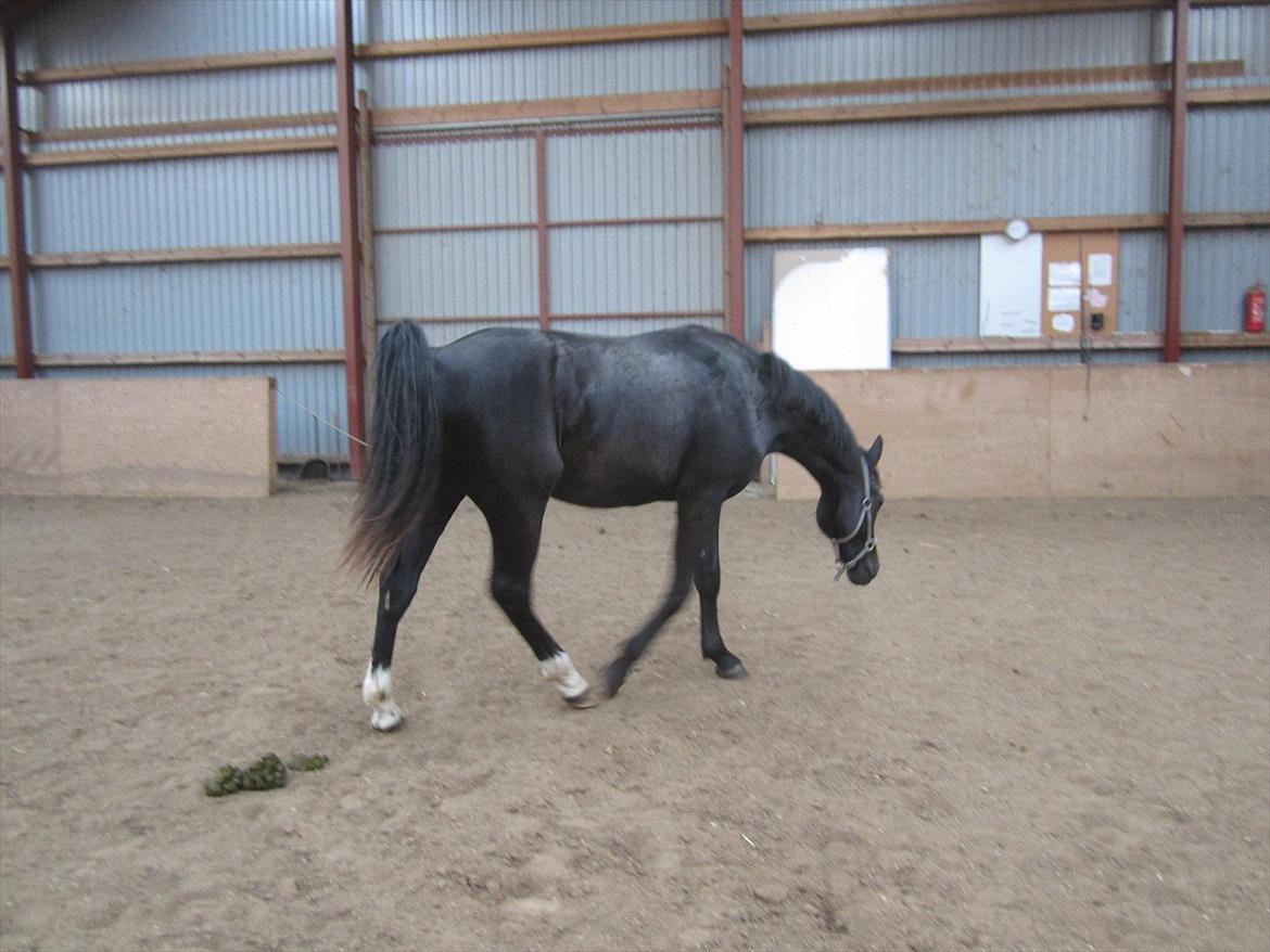 Oldenborg Overmoselund's Conan billede 8