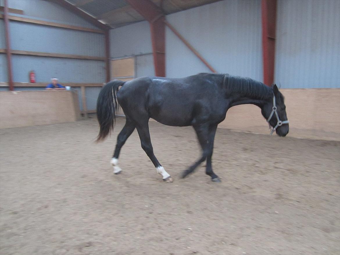 Oldenborg Overmoselund's Conan billede 9