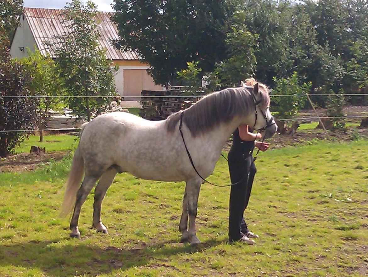 Welsh Pony (sec B) Midnight Nightmare billede 3