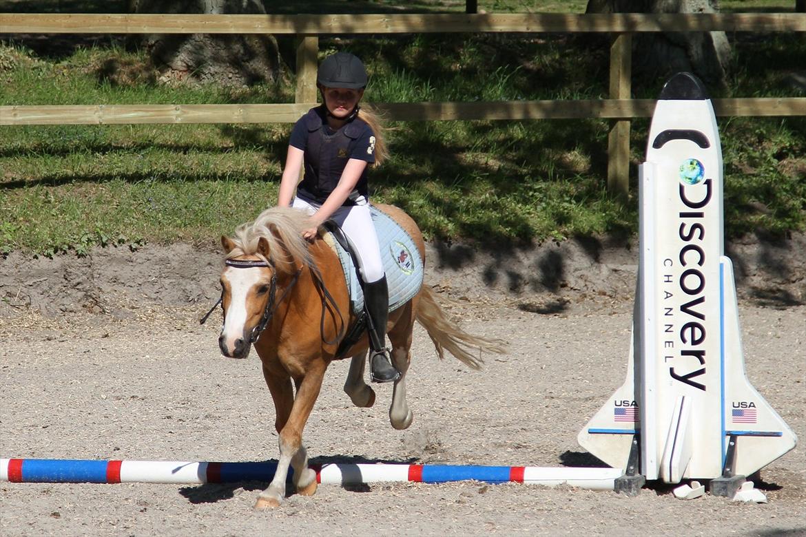 Welsh Mountain (sec A) Sjaik billede 1