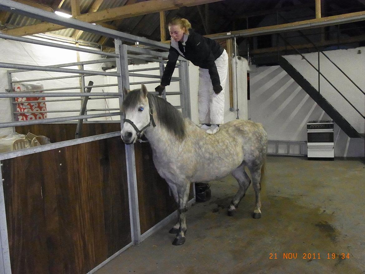 Welsh Pony (sec B) Midnight Nightmare billede 8