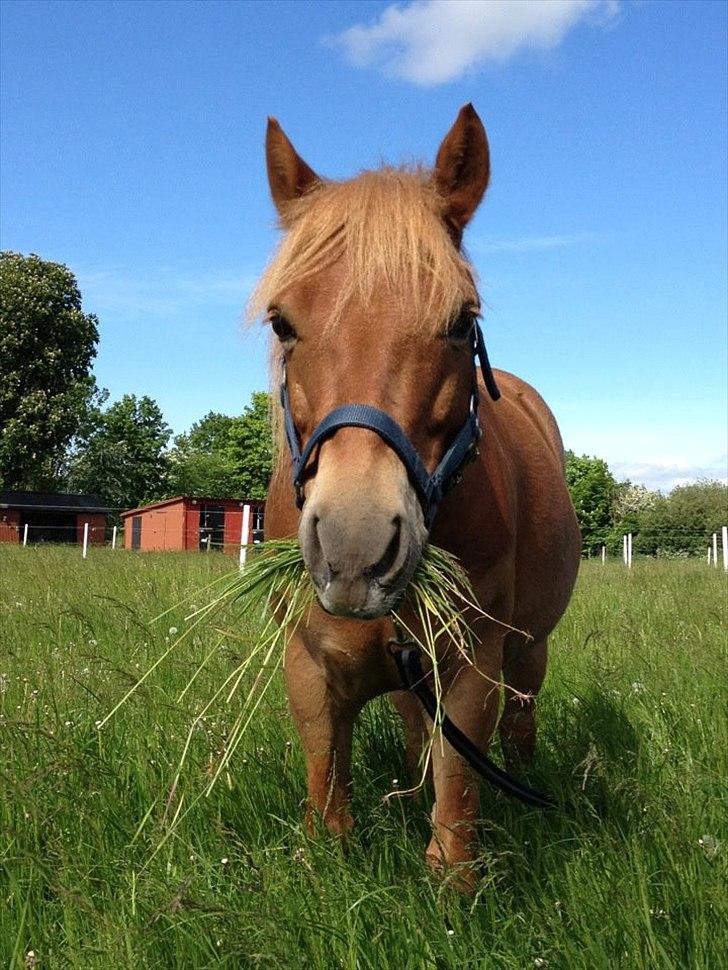 Gotlandsruss Ivanhoe<3 - Ivanhoe glad på engen<3  billede 5