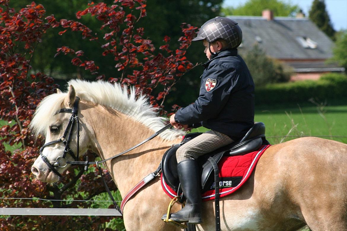 Welsh Pony af Cob-type (sec C) Åvangs Pepita (Pippi) billede 1