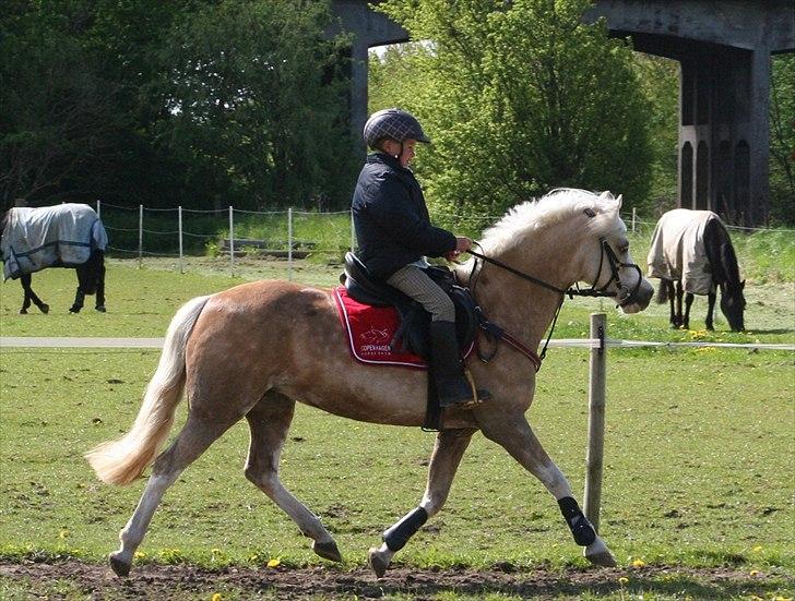Welsh Pony af Cob-type (sec C) Åvangs Pepita (Pippi) billede 3