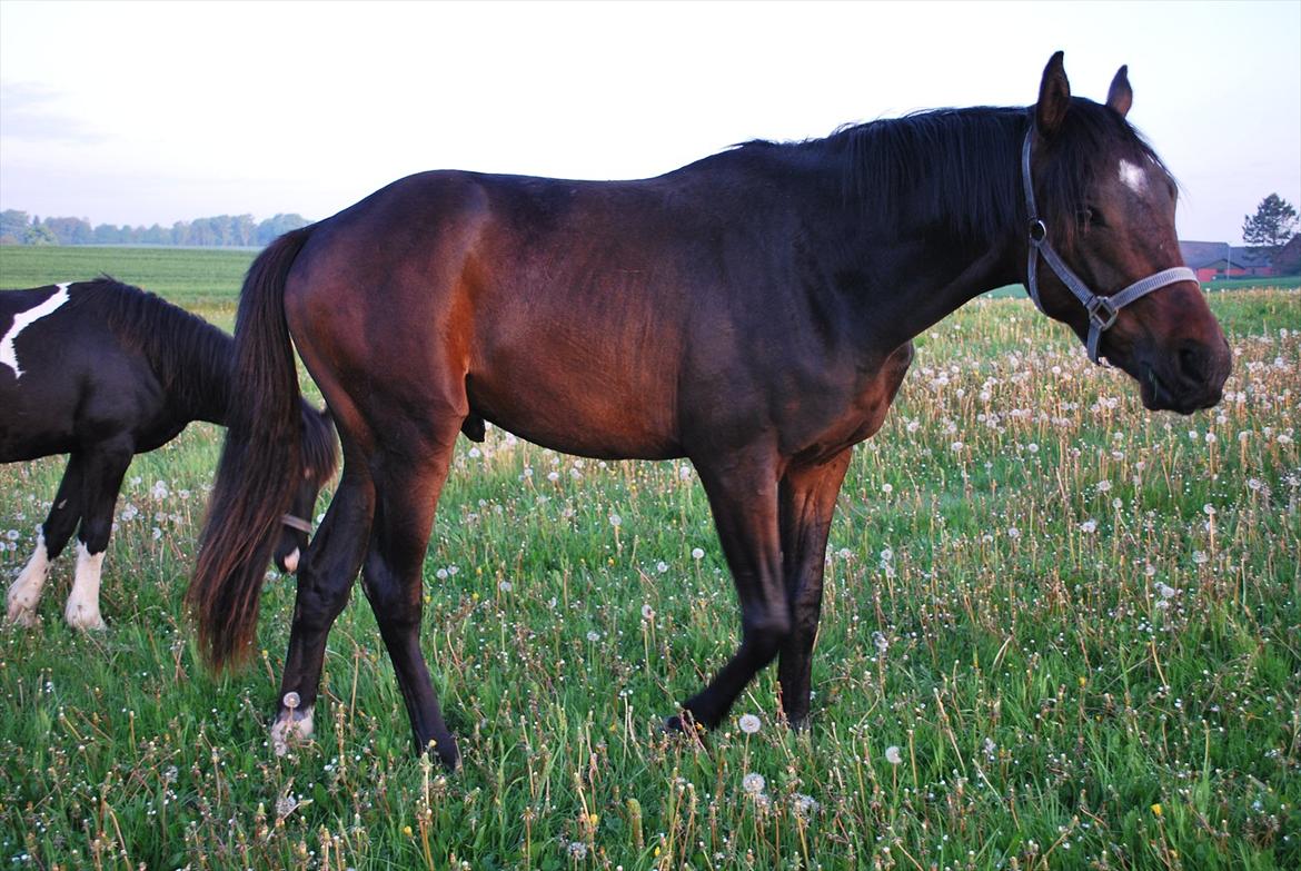 Dansk Varmblod Messi - Messi maj 2012 billede 19
