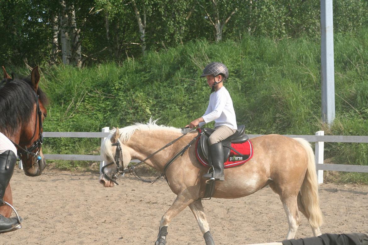 Welsh Pony af Cob-type (sec C) Åvangs Pepita (Pippi) billede 5