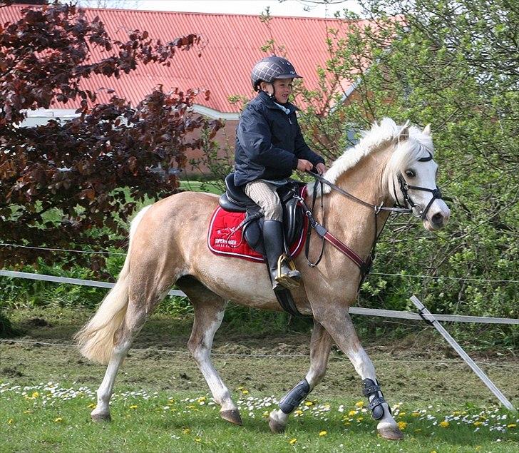 Welsh Pony af Cob-type (sec C) Åvangs Pepita (Pippi) billede 8