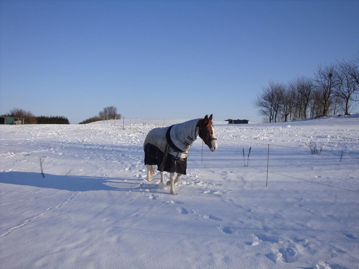 Pinto mykland - dejlig vinter 2010/11 billede 3
