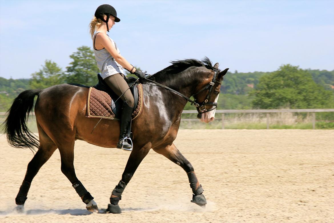 Anden særlig race Flying Timon - Dressur med Mony billede 6