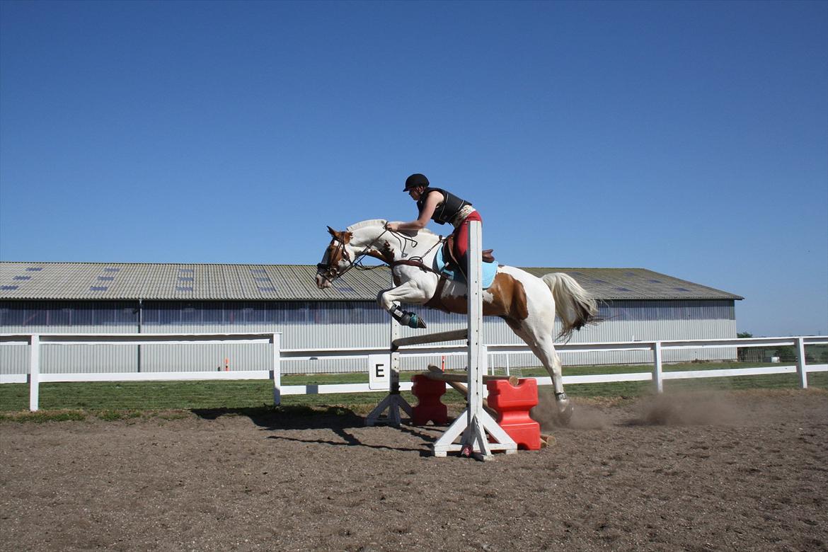 Pinto Nikolaj af Dutterup - 1,10 ca høj :) billede 2