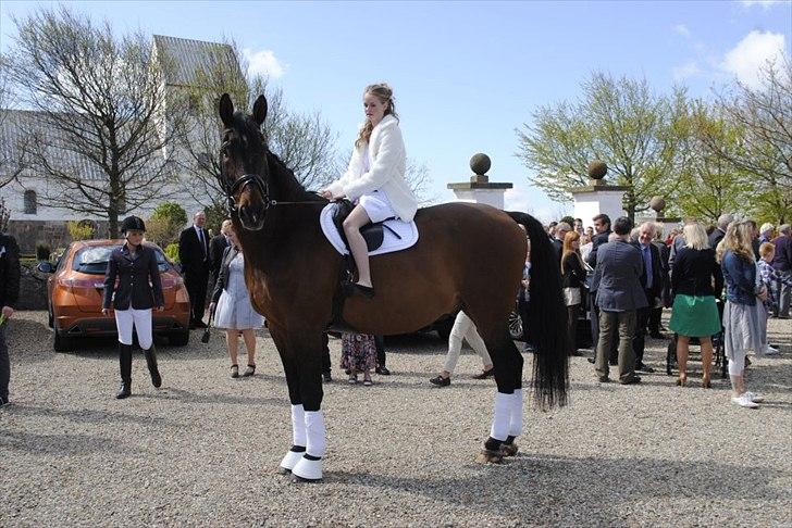 Westfaler Rebell 406 billede 1