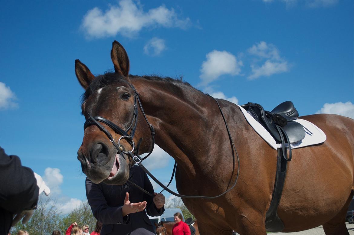 Westfaler Rebell 406 billede 2