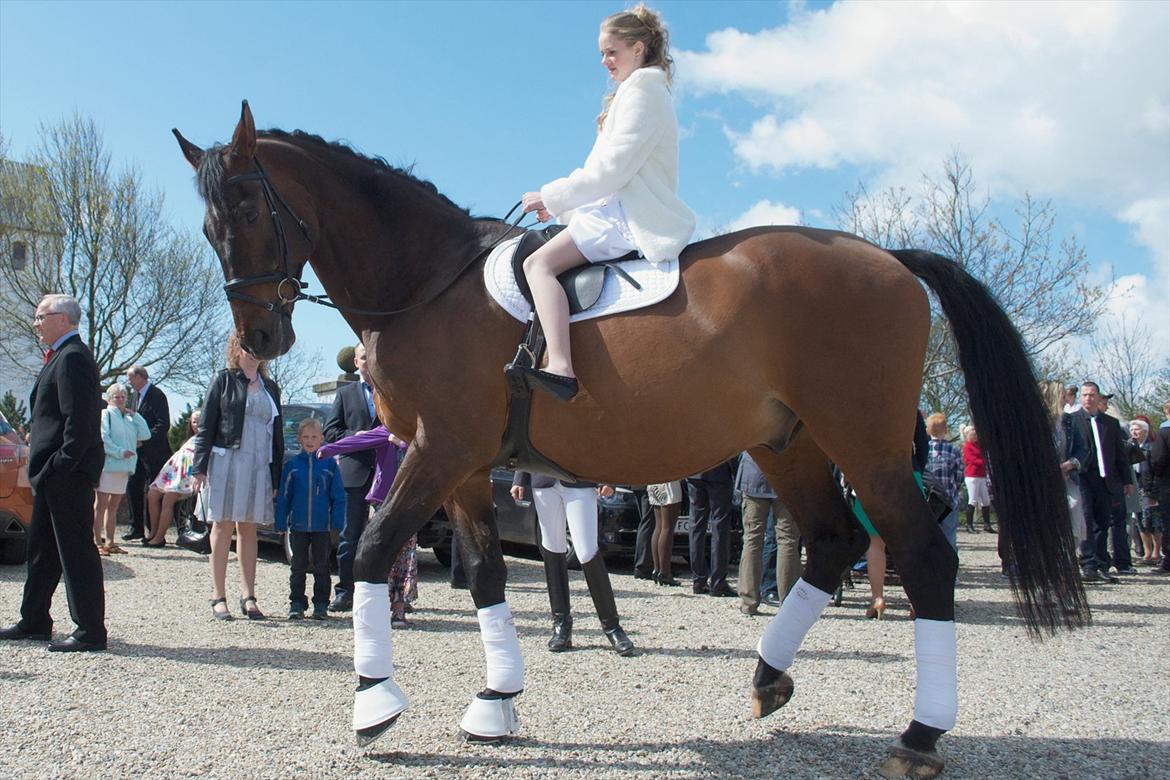 Westfaler Rebell 406 billede 3