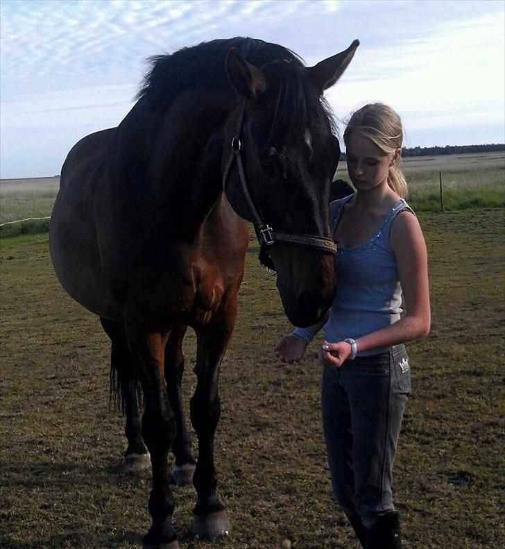 Westfaler Rebell 406 billede 15