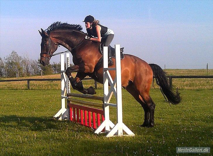 Westfaler Rebell 406 billede 4