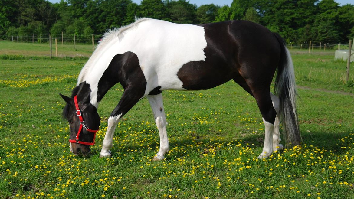 Anden særlig race Scarlet - Dejlig nyvasket hest på en varm sommerdag imellem alle smørblomsterne :) billede 18