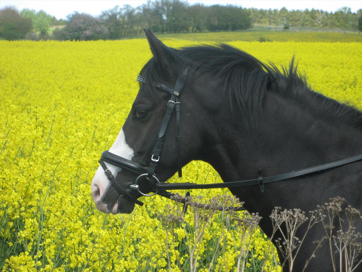 DSP Principal Touch billede 18