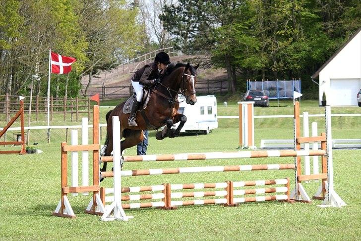 Hollandsk Varmblod Cesar B. - Taget af CHS- FOTO
 Mors billede 5