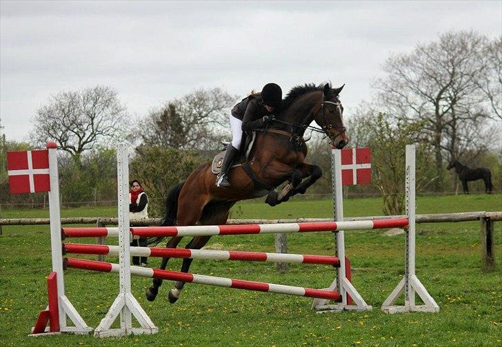 Hollandsk Varmblod Cesar B. - Taget af CHS-FOTO
Spjald billede 4