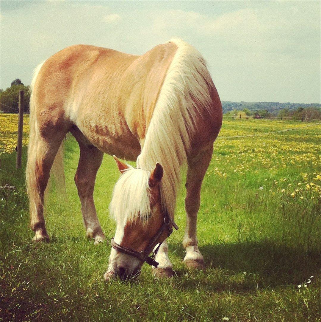 Haflinger Absalon - *9 (Absalon på græs) billede 12