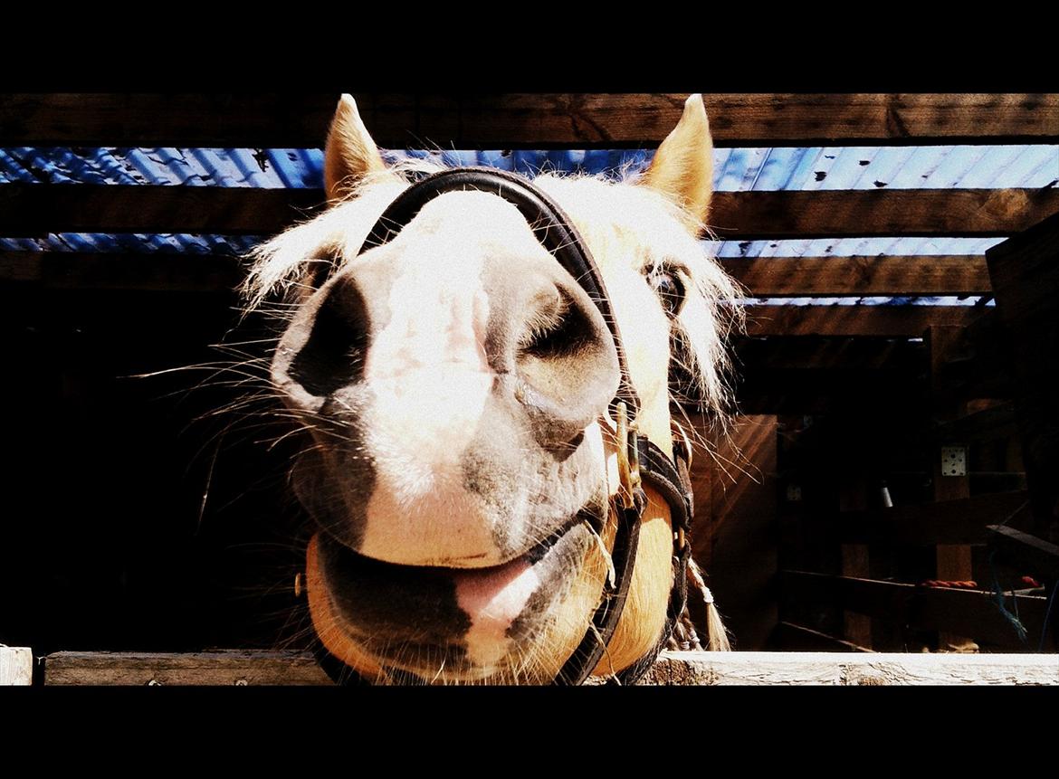 Haflinger Absalon billede 5