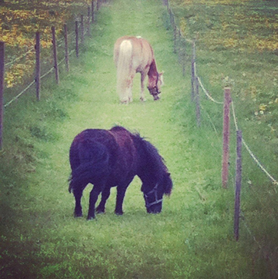 Haflinger Absalon - *12 (Når enden er god er alting godt- Absalon og Taurus) billede 15
