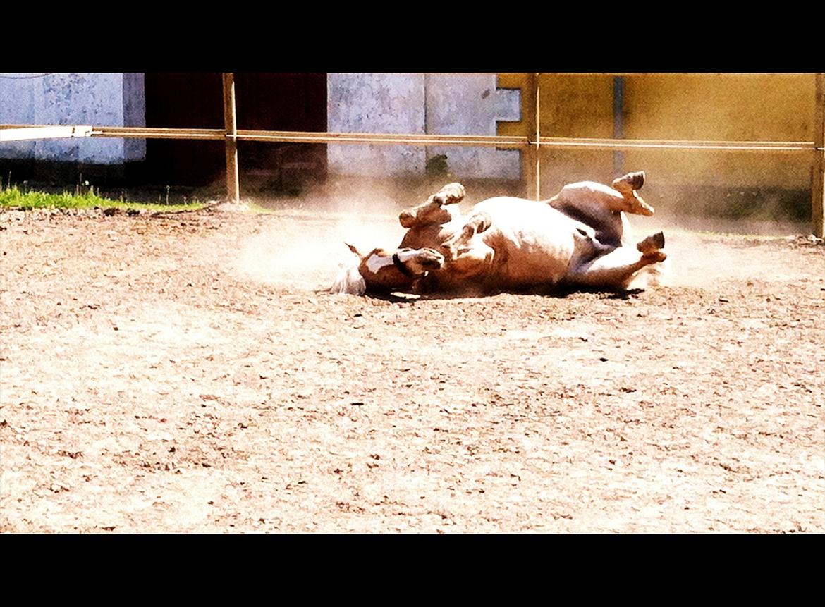 Haflinger Absalon - *10 (Absalon på weekend hos Hørsholm Rideklub) billede 13