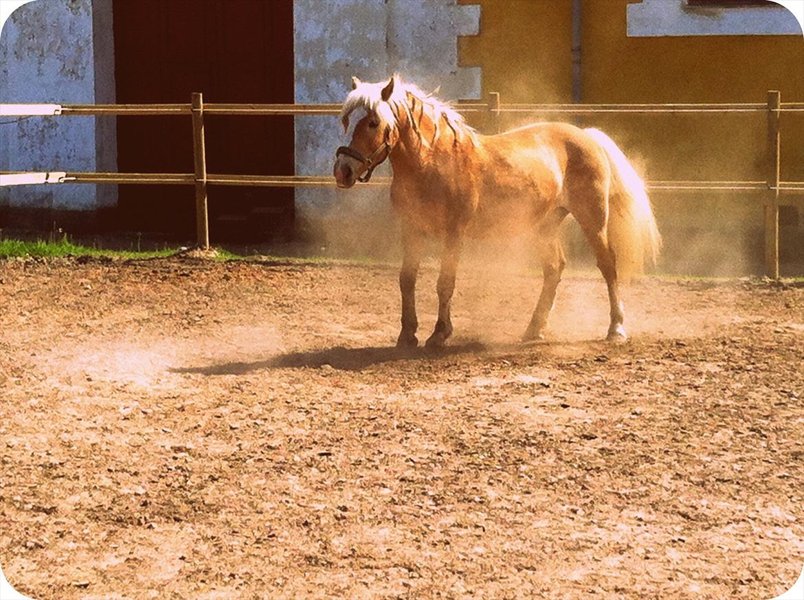 Haflinger Absalon - *11 (Absalon på weekend hos Hørsholm Rideklub) billede 14