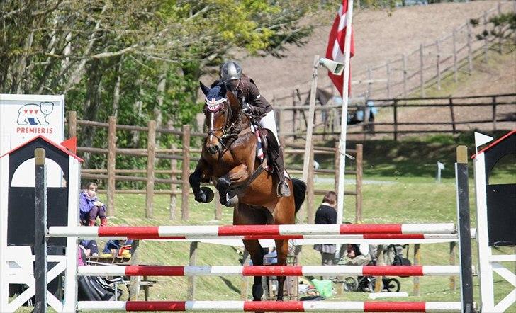 Hollandsk Varmblod Cesar B. - CHS-FOTO

Cesar og jeg på mors billede 16