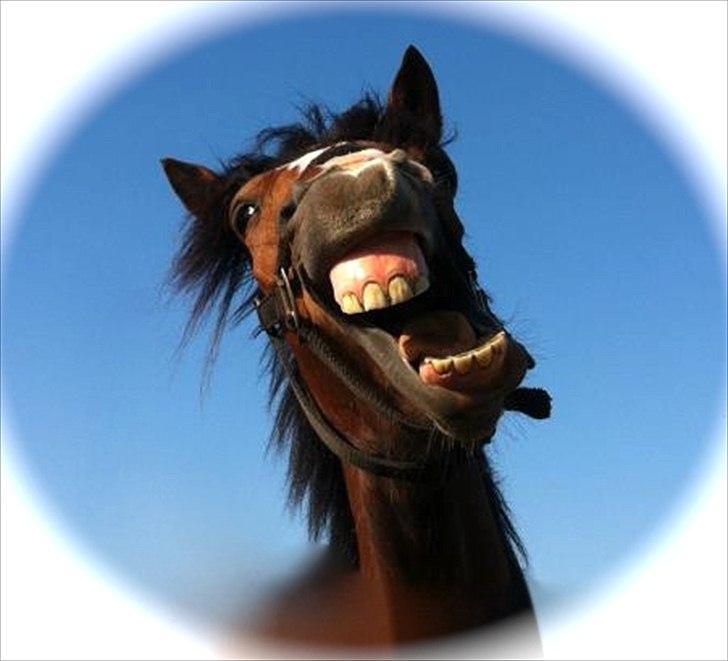 New Forest Holmens Rebus - CMF-Foto billede 4