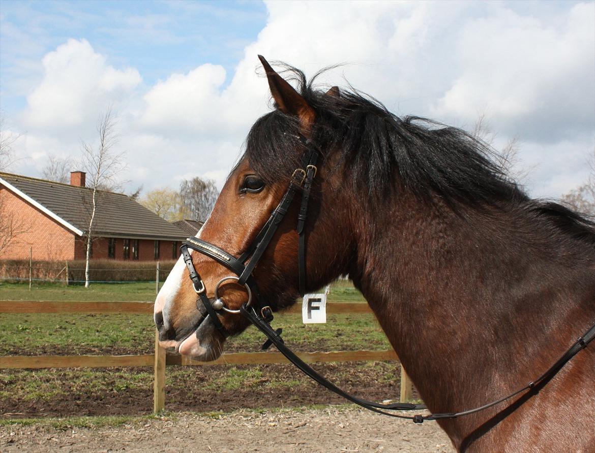 New Forest Holmens Rebus - Foto: Tulle billede 10