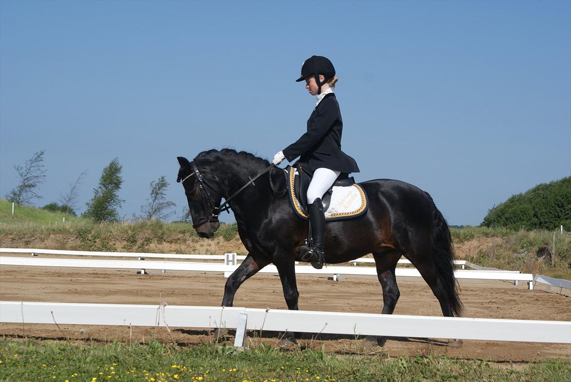 Anden særlig race Skovslands Asterix <3 *Solgt* billede 10