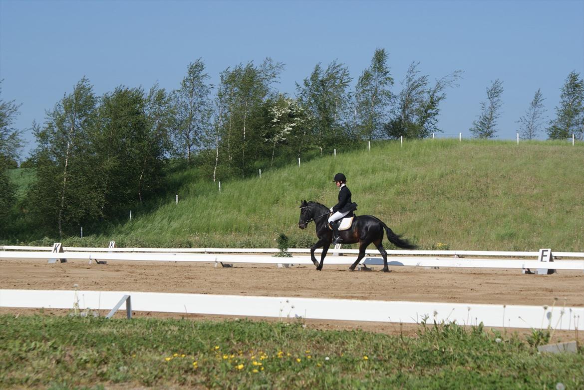 Anden særlig race Skovslands Asterix <3 *Solgt* - Sommer stævne.. billede 16
