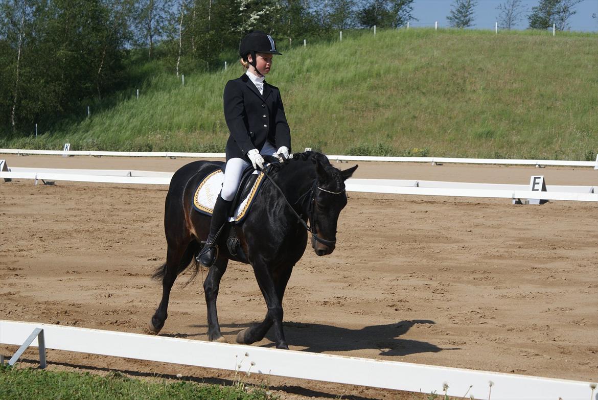 Anden særlig race Skovslands Asterix <3 *Solgt* billede 7