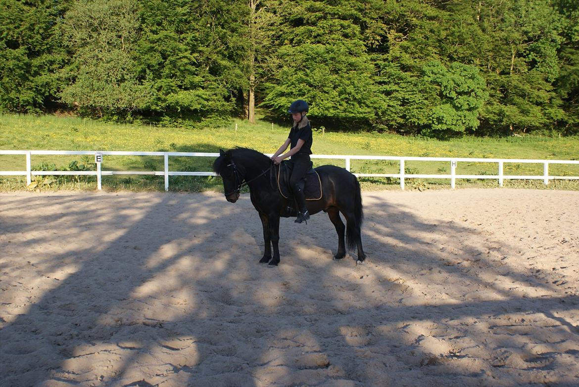 Anden særlig race Skovslands Asterix <3 *Solgt* - Træning ;-) billede 19