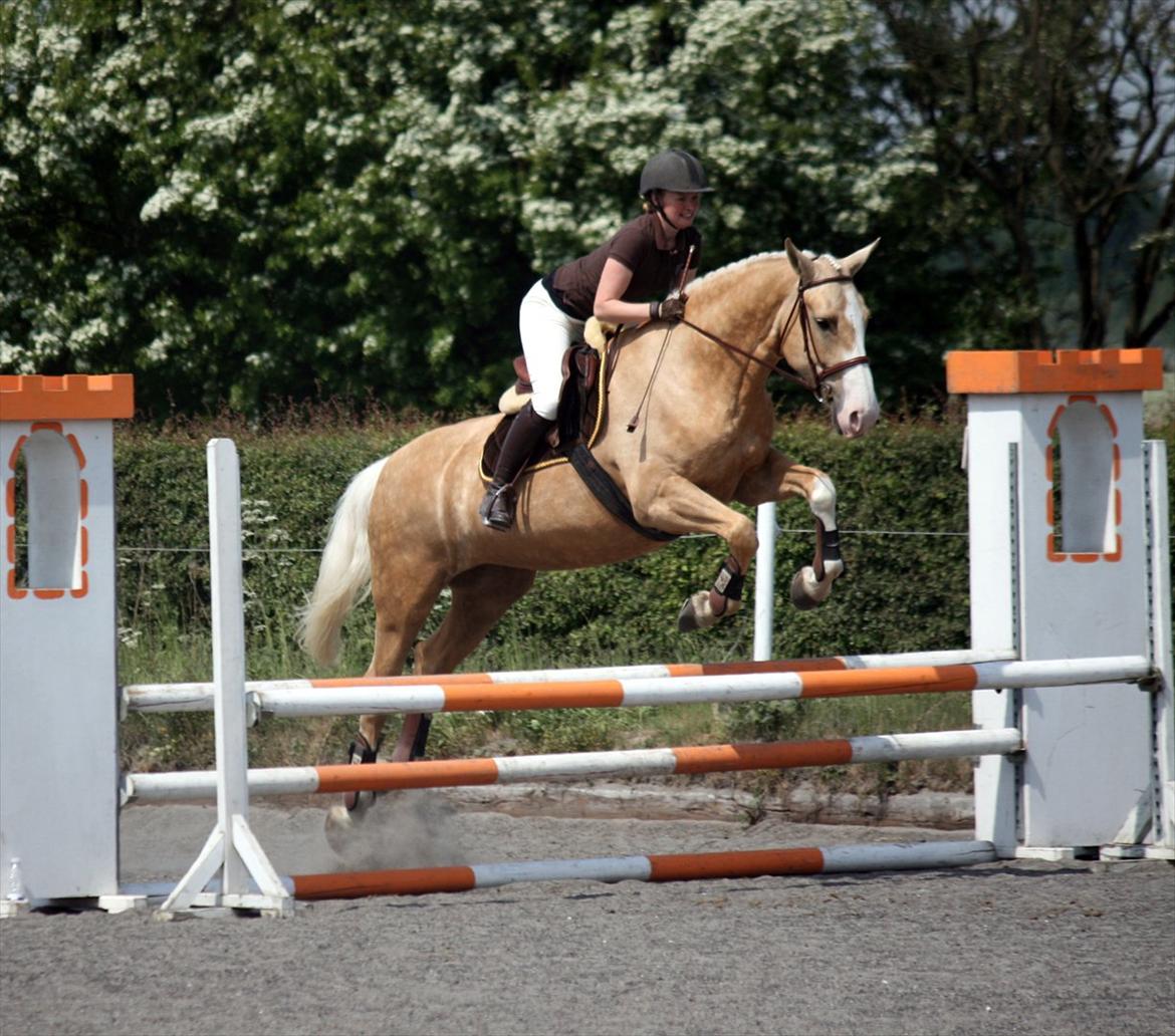 Palomino Axell's Fleetwood billede 18