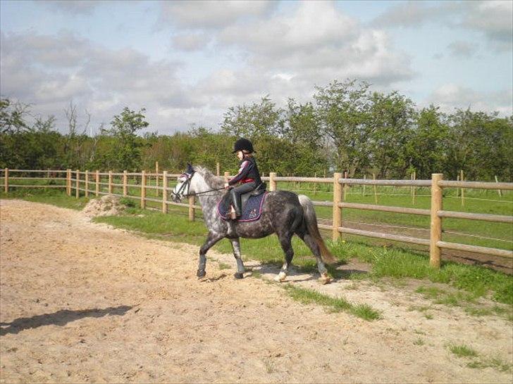 Welsh Mountain (sec A) Sisse. Himmelhest.  - Første gang Mathilde prøverider Sisse,her er vi nede og se hende.. billede 4