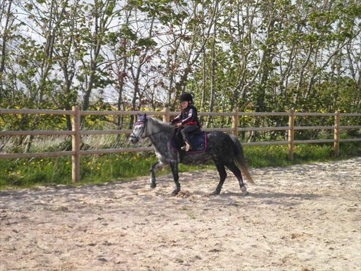 Welsh Mountain (sec A) Sisse. Himmelhest.  billede 5